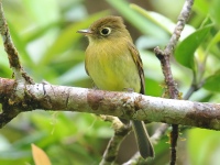 FL6A8638Yellowish_Flycatcher