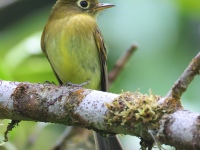 FL6A8645Yellowish_Flycatcher