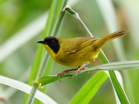 FL6A8652Olive-crowned_Yellowthroat