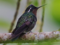 FL6A8658Purple-throated_Mountain-gem