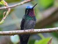 FL6A8665Purple-throated_Mountain-gem