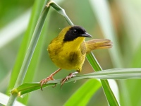 FL6A8669Olive-crowned_Yellowthroat