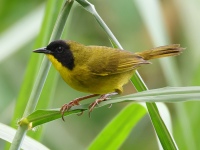 FL6A8675Olive-crowned_Yellowthroat