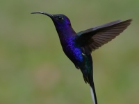 FL6A8697Violet_Sabrewing