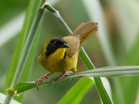 FL6A8699Olive-crowned_Yellowthroat