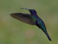 FL6A8701Violet_Sabrewing