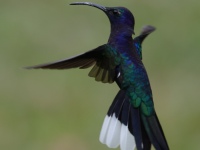 FL6A8705Violet_Sabrewing