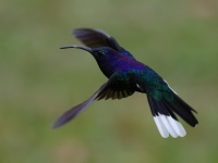 FL6A8711Violet_Sabrewing