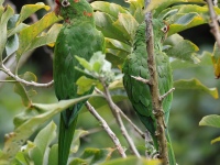 FL6A8724Crimson-fronted_Parakeet