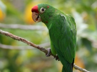 FL6A8726Crimson-fronted_Parakeet