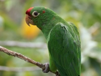 FL6A8733Crimson-fronted_Parakeet