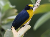 FL6A8736Yellow-throated_Euphonia