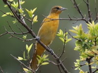 FL6A8755Baltimore_Oriole