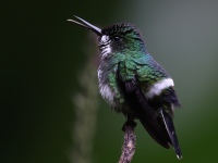 FL6A8783Female_Green_Thorntail