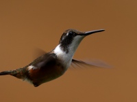 FL6A8810Magenta-throated_Woodstar