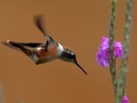 FL6A8812Magenta-throated_Woodstar