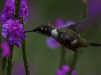 FL6A8822Magenta-throated_Woodstar