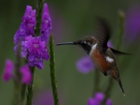 FL6A8823Magenta-throated_Woodstar