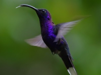 FL6A8834Violet_Sabrewing