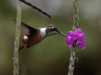 FL6A8844Magenta-throated_Woodstar