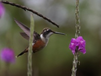 FL6A8848Magenta-throated_Woodstar
