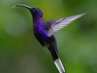 FL6A8849Violet_Sabrewing