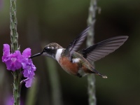 FL6A8855Magenta-throated_Woodstar