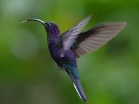 FL6A8855Violet_Sabrewing