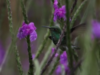 FL6A8872Coppery-headed_Emerald