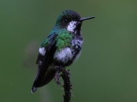 FL6A8882Female_Green_Thorntail