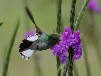 FL6A8885Coppery-headed_Emerald