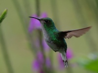 FL6A8901Coppery-headed_Emerald