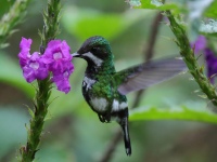 FL6A8913Female_Green_Thorntail