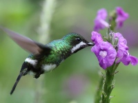 FL6A8920Female_Green_Thorntail