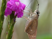 FL6A8941Brazilian_Skipper