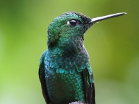 FL6A8967Green-crowned_Brilliant