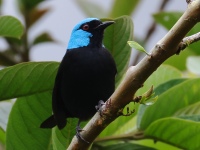 FL6A9016Scarlet-thighed_Dacnis