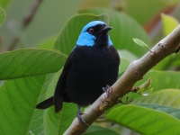 FL6A9030Scarlet-thighed_Dacnis