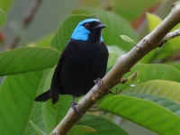 FL6A9041Scarlet-thighed_Dacnis