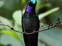 FL6A9055Purple-throated_Mountain-Gem