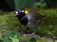 FL6A9065White-eared_Ground-Sparrow