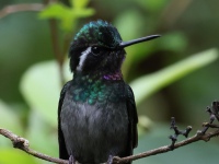 FL6A9071Purple-throated_Mountain-gem