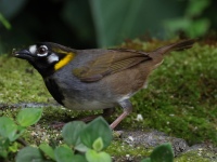 FL6A9072White-eared_Ground-Sparrow
