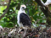 FL6A9081Ornate_Hawk-Eagle_Chick