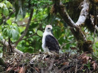 FL6A9086Ornate_Hawk-Eagle_Chick_Full-Frame_Shot