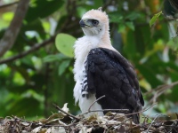 FL6A9098Ornate_Hawk-Eagle_Chick