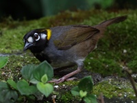 FL6A9105White-eared_Ground-Sparrow