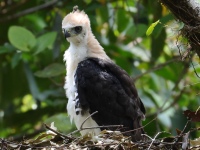 FL6A9108Ornate_Hawk-Eagle_Chick