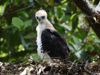 FL6A9110Ornate_Hawk-Eagle_Chick