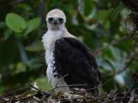 FL6A9119Ornate_Hawk-Eagle_Chick